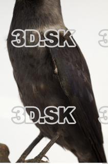 Jackdaw - Corvus monedula 0038